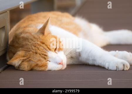 White and ginger cat sleeping on the floor Stock Photo