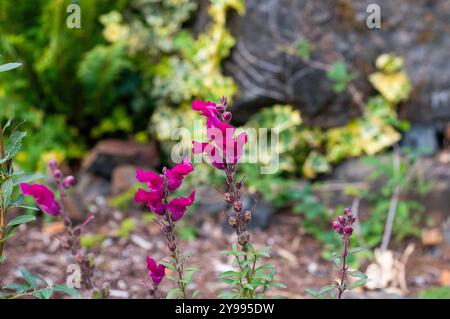 Magenta coloured snapdragon flowers on a soft background featuring variegated ivy in a garden in Lake Cowichan on Vancouver Island in British Columbia Stock Photo