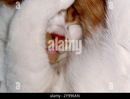 The face of a sleeping cat. The cat is orange with white, covering its face with its paws and sleeping. Close-up. Stock Photo
