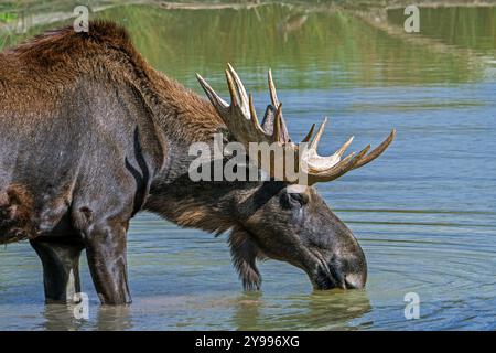 Moose / elk (Alces alces) close-up portrait of bull / male with fully developed antlers drinking water from pond in autumn, native to Scandinavia Stock Photo