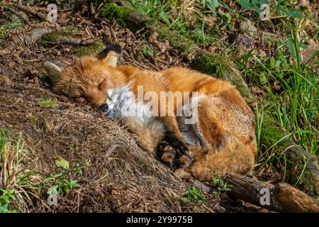 Red fox (Vulpes vulpes) sleeping in the sun at edge of forest Stock Photo