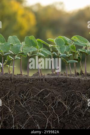 Fresh green bean plants with roots Stock Photo - Alamy