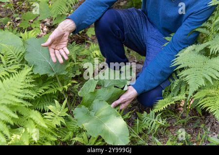 Herbalist crouches in a lush forest, pointing out a vibrant burdock plant, showcasing its beauty and importance in alternative medicine. Selective focus Stock Photo