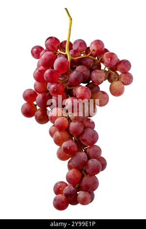 Red Globe grape bunch isolated on white with clipping path included Stock Photo