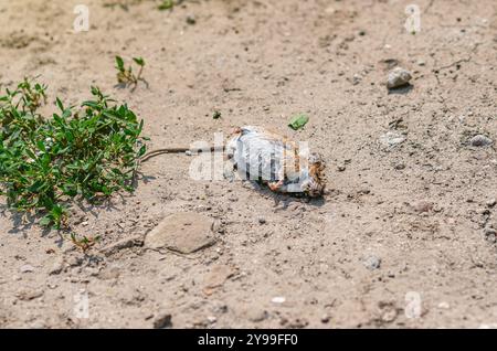 Dead red and white rat lies on side of road in summer. Fighting agricultural pests in fields. Stock Photo