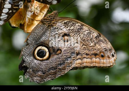 Caligo eurilochus, forest giant owl butterfly Stock Photo