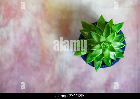 green cactus in flowerpot against colorful background. Floral motive with space for text. Top view Stock Photo