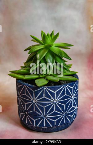 green cactus in flowerpot against colorful background. Floral motive with space for text. Top view Stock Photo
