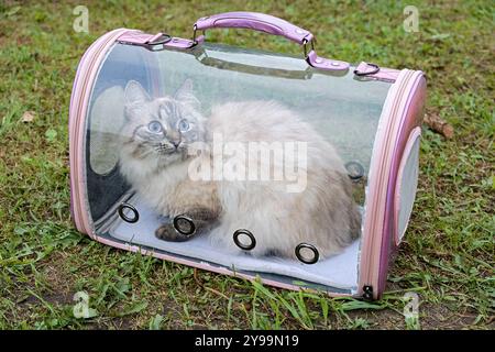 Neva Masquerade Siberian domestic cat in Transparent Carrier on Grass. Close up. Stock Photo