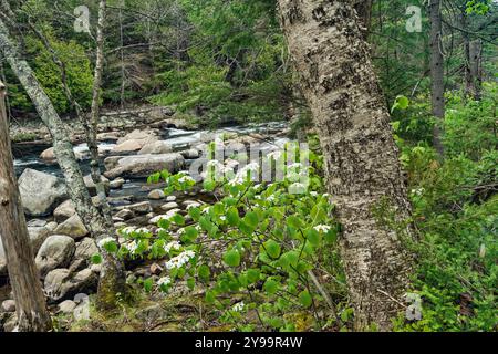 West Branch Ausable River in May, Adirondack Park, New York Stock Photo