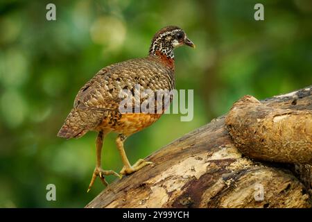 Sabah Partridge - Tropicoperdix graydoni bird in the family Phasianidae found in Borneo, formerly considered conspecific with Chestnut-necklaced partr Stock Photo