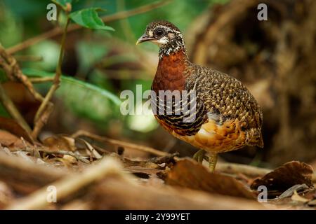 Sabah Partridge - Tropicoperdix graydoni bird in the family Phasianidae found in Borneo, formerly considered conspecific with Chestnut-necklaced partr Stock Photo