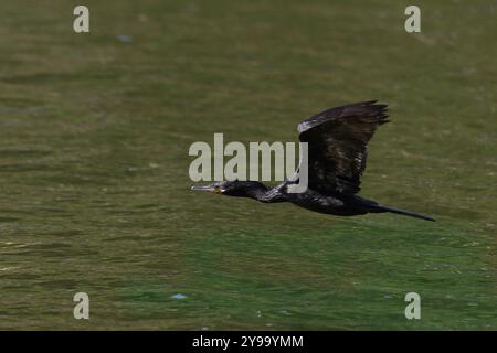 A Comoran flying low over a lake Stock Photo