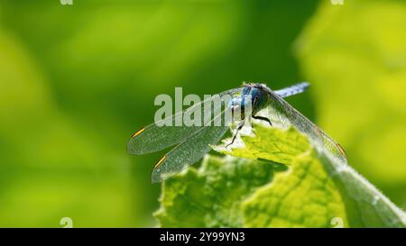 A close-up of a male eastern pondhawk dragonfly (Erythemis Simplicicollis) sitting on a leaf, green background, copy space Stock Photo