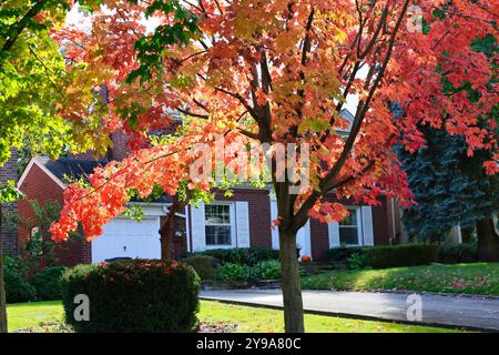 Residential neighborhood with maple tree turning red in fall Stock Photo