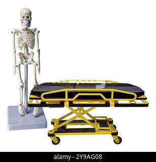 Medical Skeleton and Hospital Medical Gurney for Transporting Patients in black and yellow Stock Photo