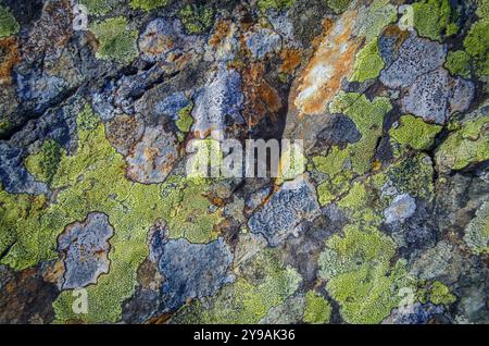 Nature Background Texture Of Colored Lichen On Rocks Stock Photo