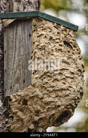 Wasps hive on tree Stock Photo