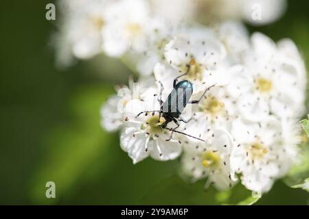 Bluebush (Carilia virginea), on flower, Lower Saxony, Germany, Europe Stock Photo