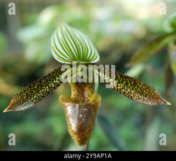 Beautiful Black Phalaenopsis orchid flowers, isolated on black background. Moth dendrobium orchid. Multiple blossoms. Flower in bloom. Stock Photo