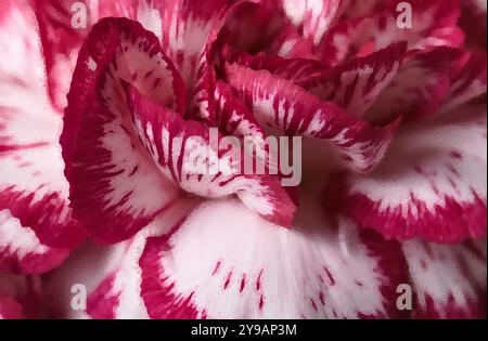 Macro shot of red and white carnation blossom, that had a waterpixel filter applied to render photo like a watercolor painting. Stock Photo
