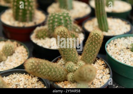 Lady finger cactus mammillaria elongata golden star lace decorative house plant Stock Photo