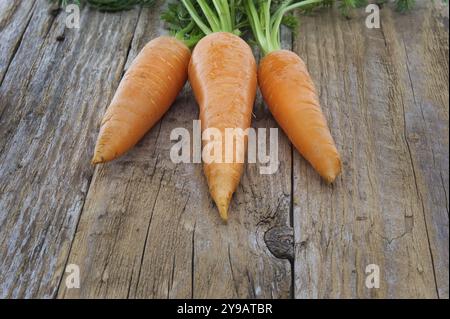 Bundle of carrots with green tops is neatly tied together using twine and positioned on an old, rustic wooden table Stock Photo