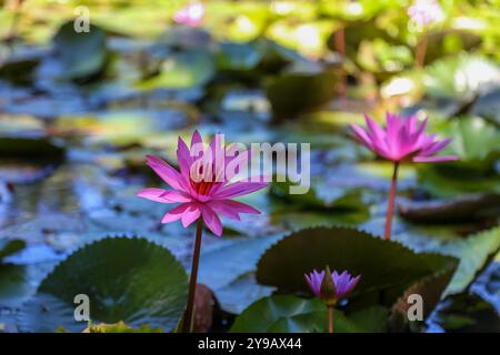 A bright neon pink coloured flowers with 50 petals are the highlight of this tropical waterlily in the pond Stock Photo