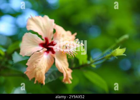 A selective focus of Light orange hibiscus flower with a blurry natural backgroun Stock Photo