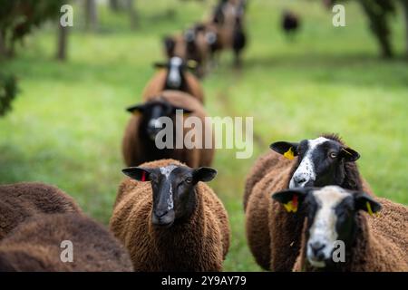 Line of sheep walking on grassy field between the trees. Rear view of a flock of sheep walking in a line toward the camera. Selective focus. Stock Photo