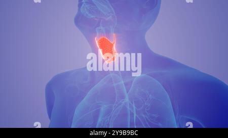 Thyroid gland in the human medical concept Stock Photo