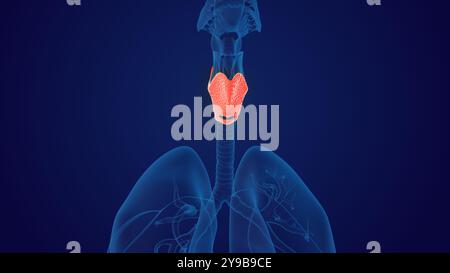 Medical concept of the human thyroid gland Stock Photo