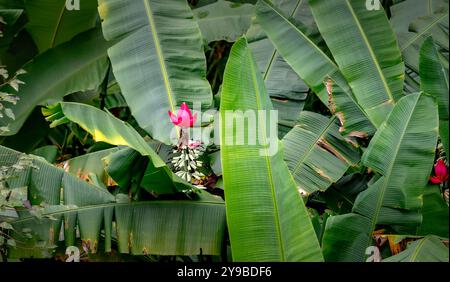 Banana flower, pink Banana flower in the jungle Stock Photo