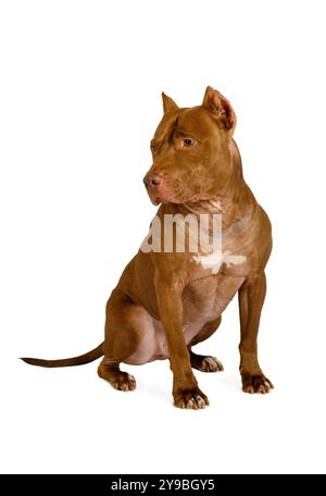 American Pit Bull Terrier dog sits and looks away isolated on a white background Stock Photo