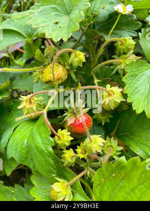 Strawberry Ripeness Guide Strawberries in various stages of ripeness. Grown in poly tunnels on an ...