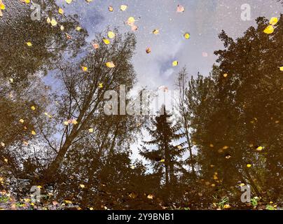 Autumn leaves float on a puddle, reflecting the sky and trees in a peaceful scene Stock Photo