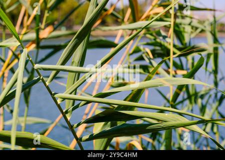 Close-up of reeds by the water Stock Photo