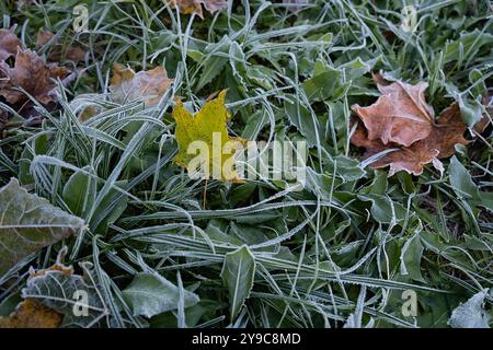 Frost-covered leaves on green grass. Frozen grass with brown maple leaves close up. Stock Photo