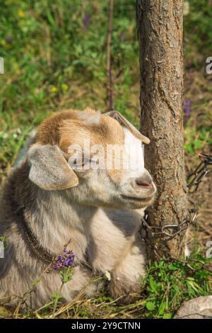 Funny goat puts. Portrait in the Close-up at Outdoor. Tied. Stock Photo