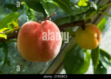 Ripe peaches ( prunus, persica) ready to pick, fruit, on branch in August,  growing in greenhouse in Falkirk, Central Scotland, UK Stock Photo