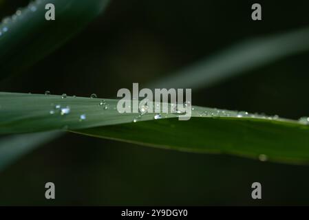 Droplets of water glisten on the surface of a long, green leaf, reflecting the light in a delicate pattern. Stock Photo