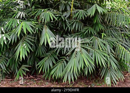 Bamboo leaves on tropical forest in Ribeirao Preto, Sao Paulo, Brazil Stock Photo