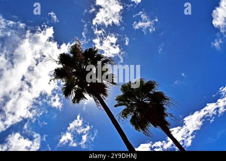 Palm tree silhouettes (Livistona chinensis) and blue sky with clouds Stock Photo