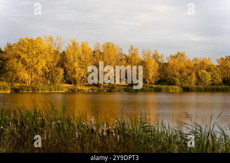 Golden autumn trees reflecting in a calm lake during sunset.  Stock Photo