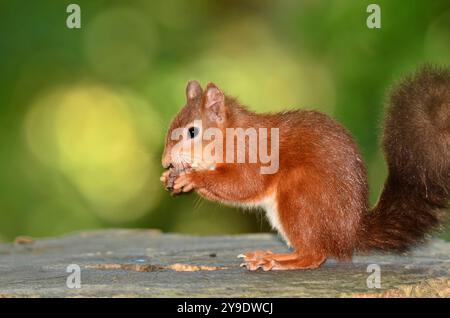 Adult red squirrel. Brownsea Island, Dorset, UK Stock Photo