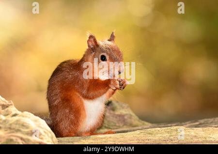 Adult red squirrel. Brownsea Island, Dorset, UK Stock Photo