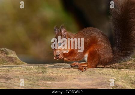 Adult red squirrel. Brownsea Island, Dorset, UK Stock Photo