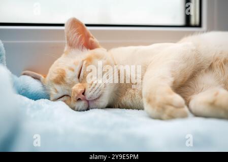 A ginger Burmese kitten is resting on a windowsill near a window. The cute cat is sleeping sweetly on a blue blanket. Stock Photo