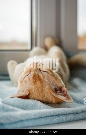 A ginger Burmese kitten is resting on a windowsill near a window. The cute cat is sleeping sweetly on a blue blanket. Stock Photo