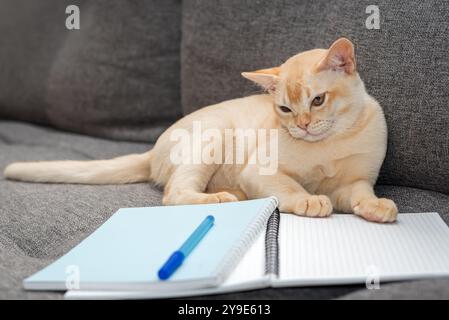 Adorable kitten on the sofa with notebooks and a pen. Cat and learning. Stock Photo